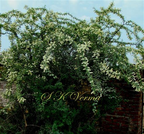  Plant bearing inflorescences